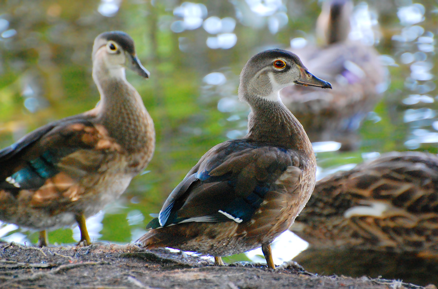 [Young Wood Ducks]