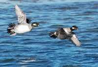 [Female Buffleheads]