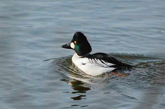 [Common Goldeneye]