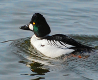 [Common Goldeneye]