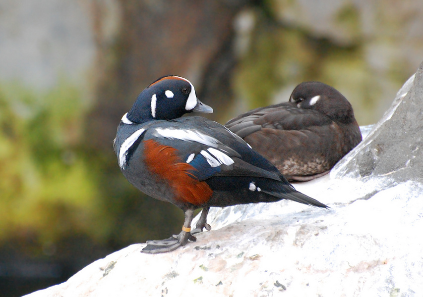 [Harlequin Pair]