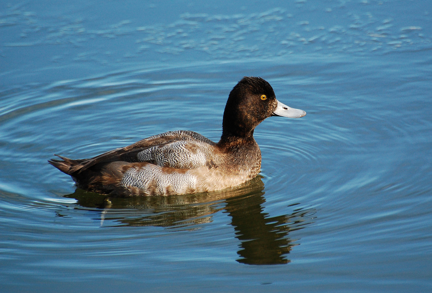 [Lesser Scaup]