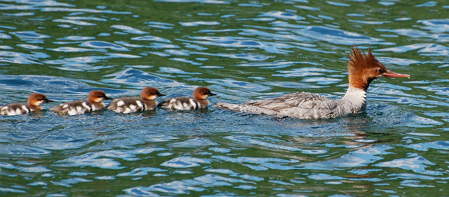 [Merganser Family]