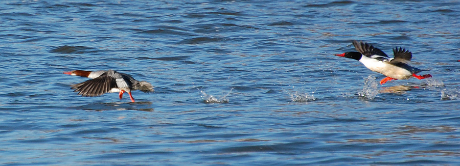 [Merganser Takeoff]