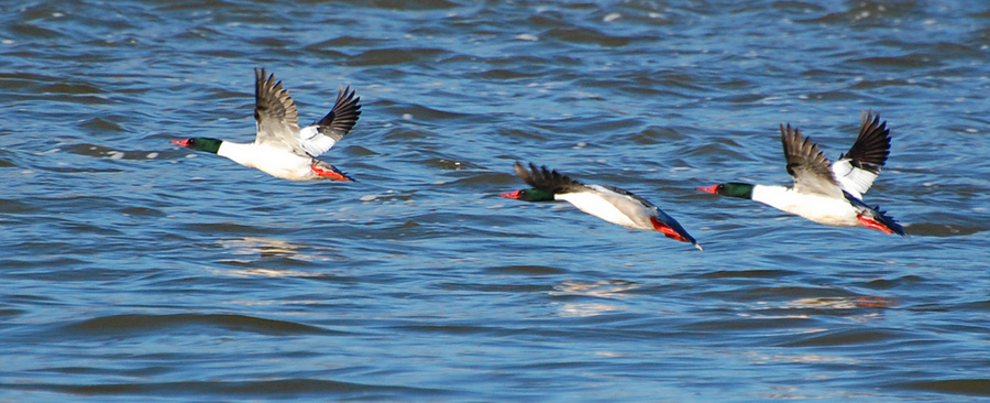 [Mergansers In Flight]