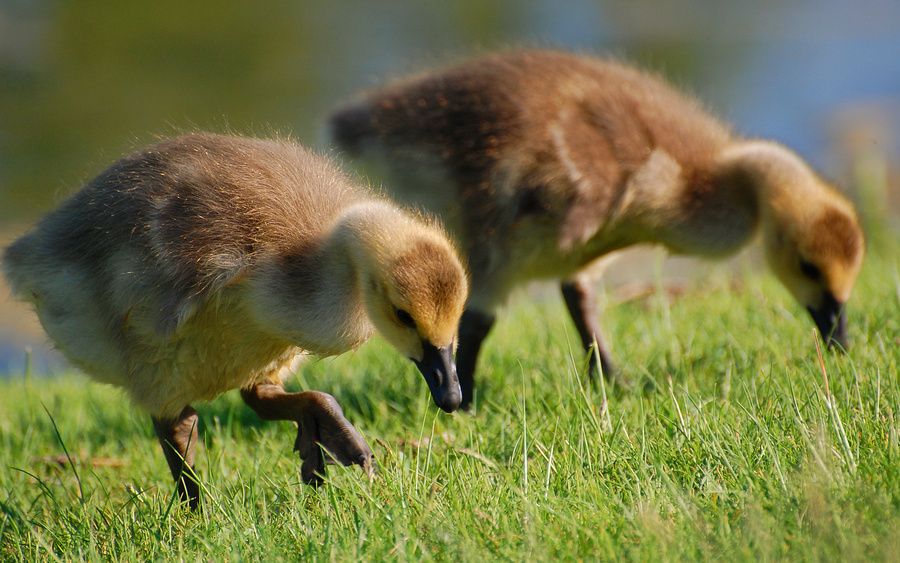 [Goslings In The Park]