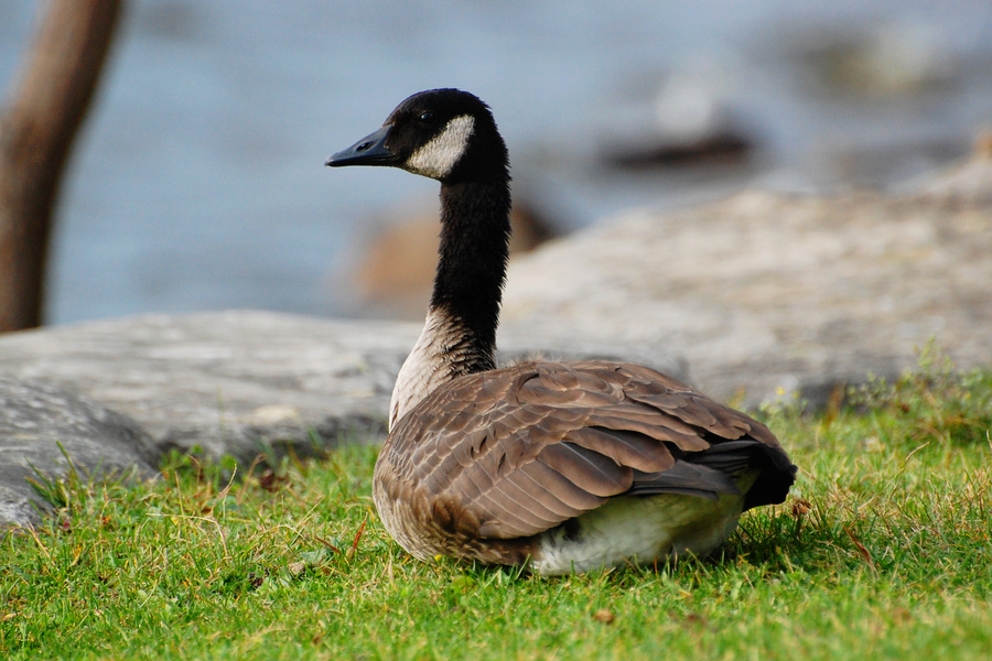 [Resting In The Park]