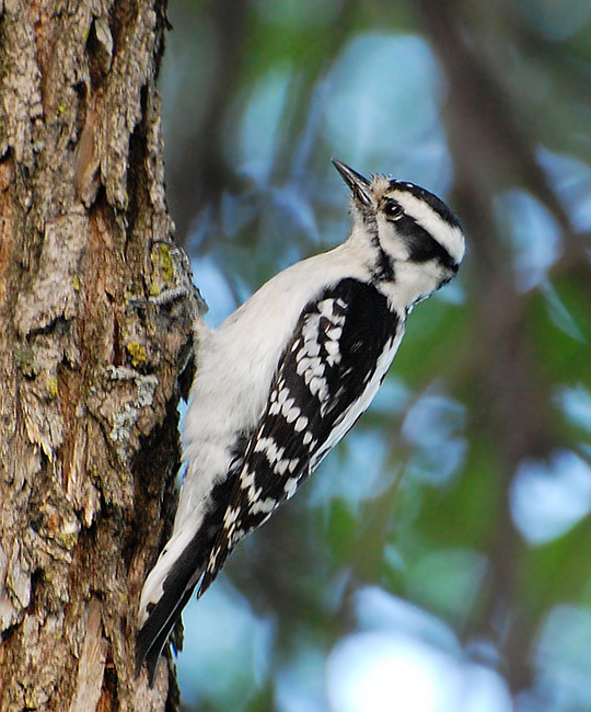 [Downy Woodpecker]