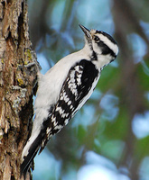 [Downy Woodpecker]