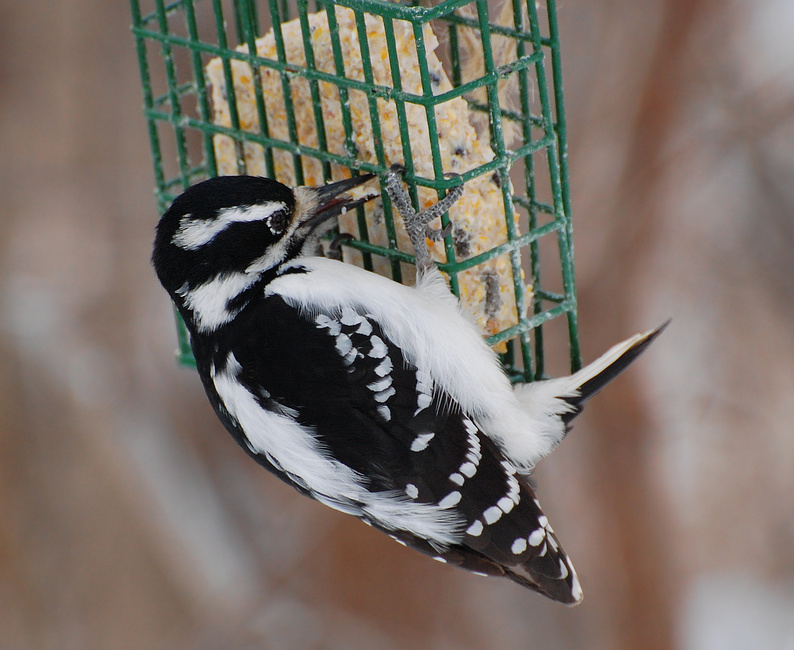 [Hairy Woodpecker]