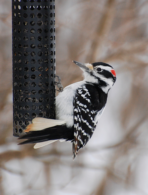 [Hairy Woodpecker]