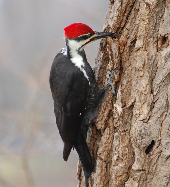 [Pileated Woodpecker]