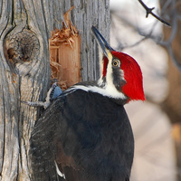 [Pileated Woodpecker]