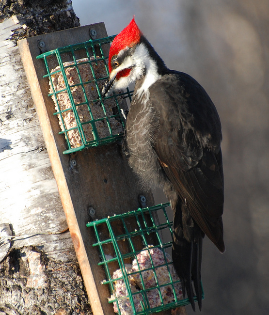 [Pileated Woodpecker]