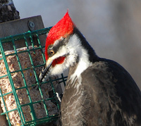 [Pileated Woodpecker]