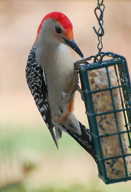 [Red-bellied Woodpecker]