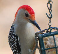 [Red-bellied Woodpecker]