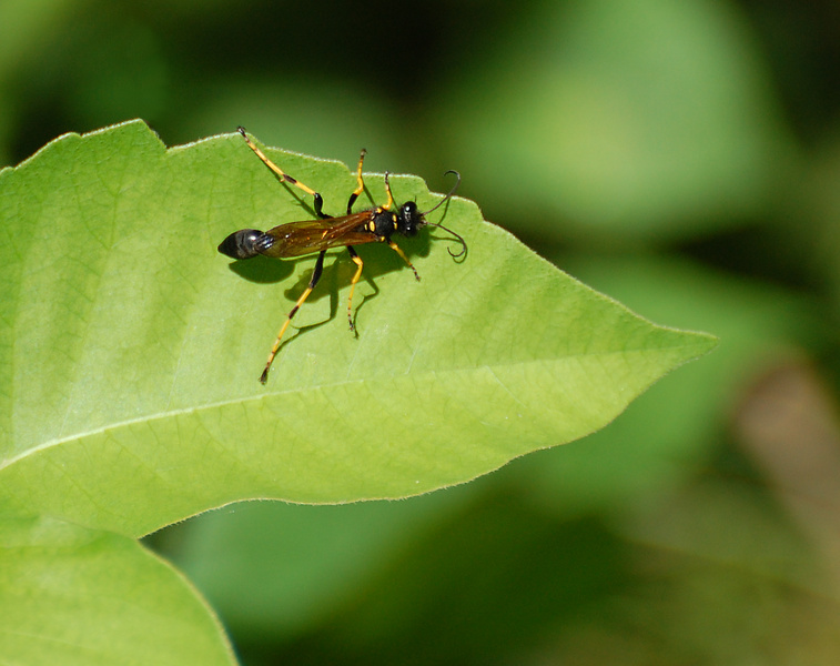 [Black And Yellow Mud Dauber]