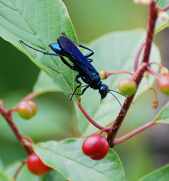 [Blue Mud Dauber]