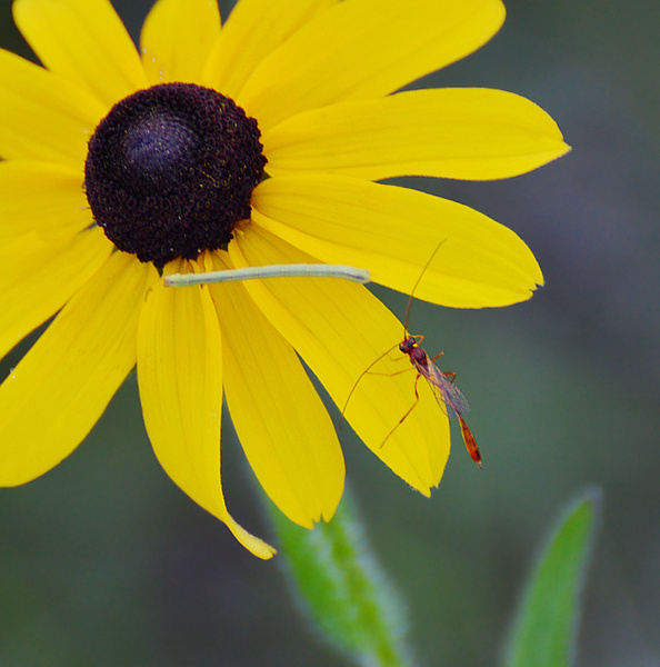 [Ichneumon Wasp]