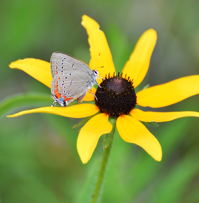 [Acadian Hairstreak]