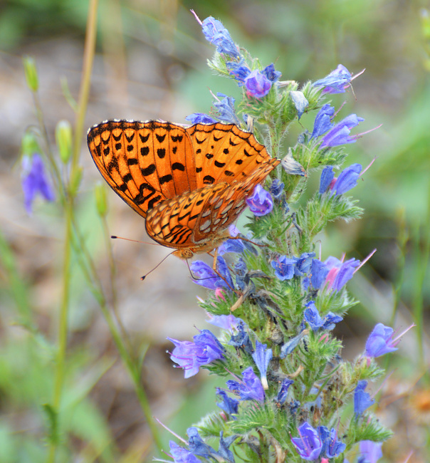 [Aphrodite Fritillary]