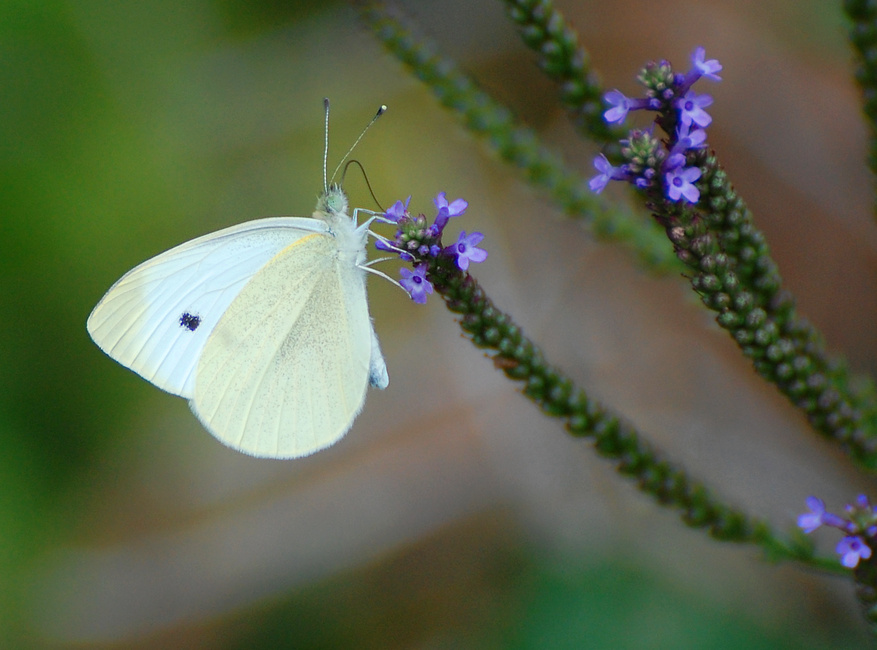 [Butterfly In Blue Vervain]