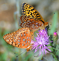 [Mating Aphrodite Fritillaries]