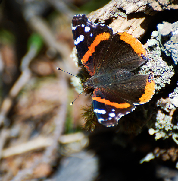 [Red Admiral]