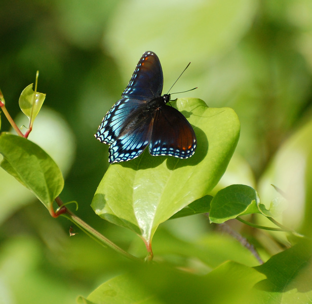 [Red-Spotted Purple]