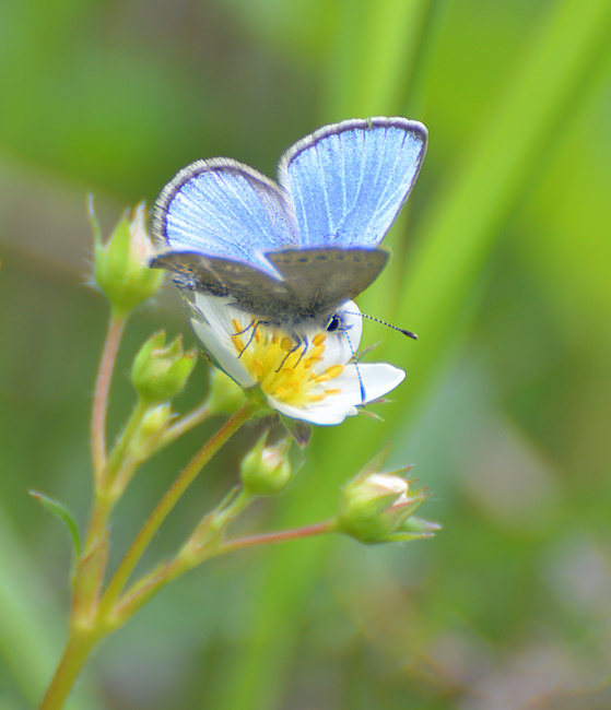 [Silvery Blue]