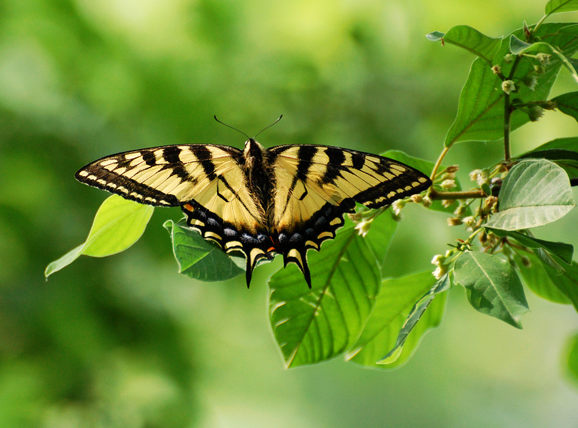 [Tiger Swallowtail]