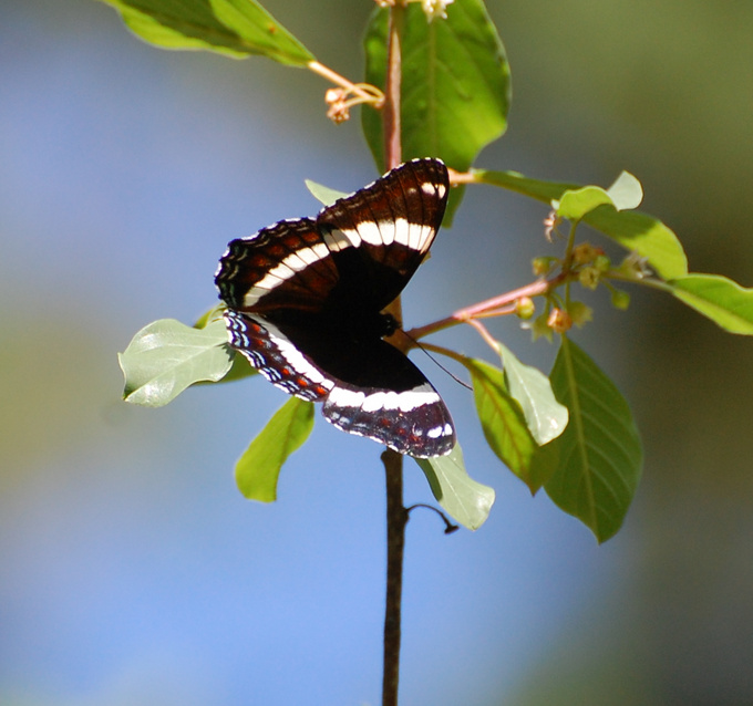 [White Admiral]