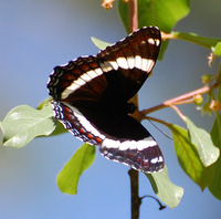 [White Admiral]