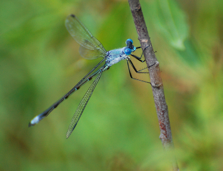 [Amber-Winged Spreadwing]