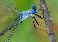 [Amber-Winged Spreadwing]