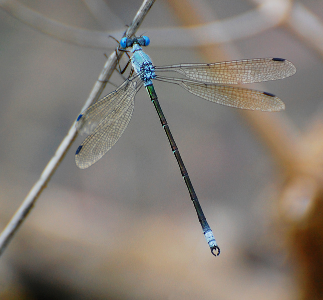 [Amber-Winged Spreadwing]