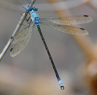 [Amber-Winged Spreadwing]