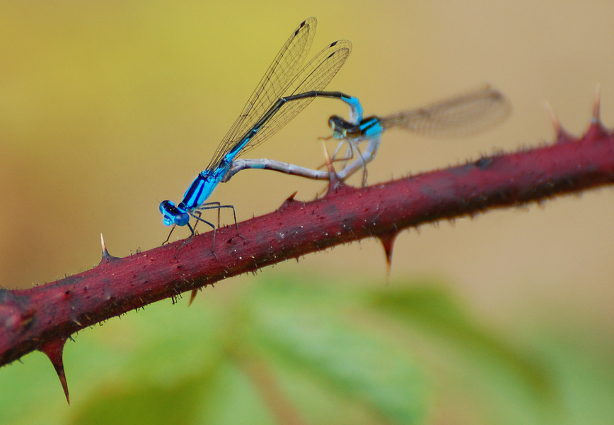 [Azure Bluets]