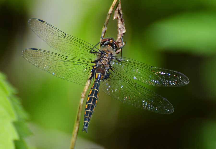 [Baskettail]