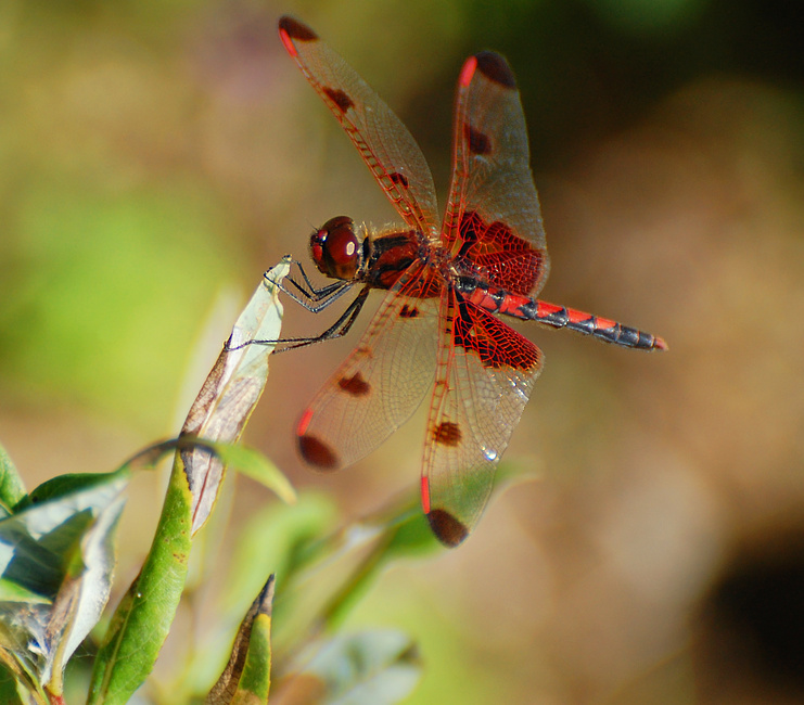 [Calico Pennant]