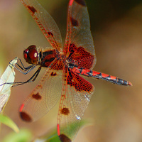 [Calico Pennant]