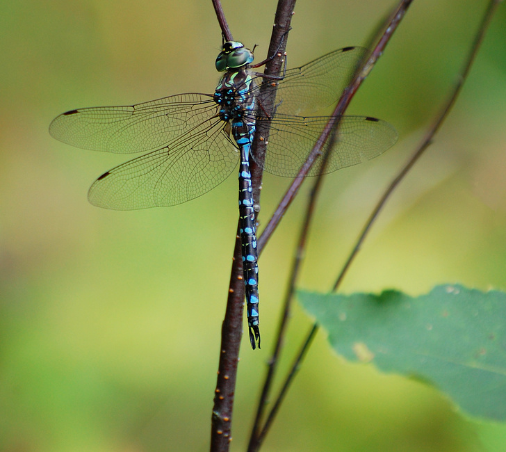 [Canada Darner]