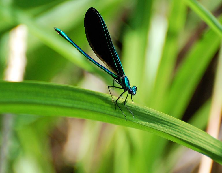 [Ebony Jewelwing]