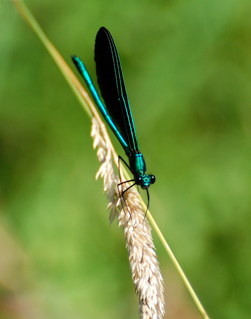 [Ebony Jewelwing]