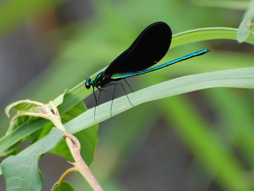 [Ebony Jewelwing]