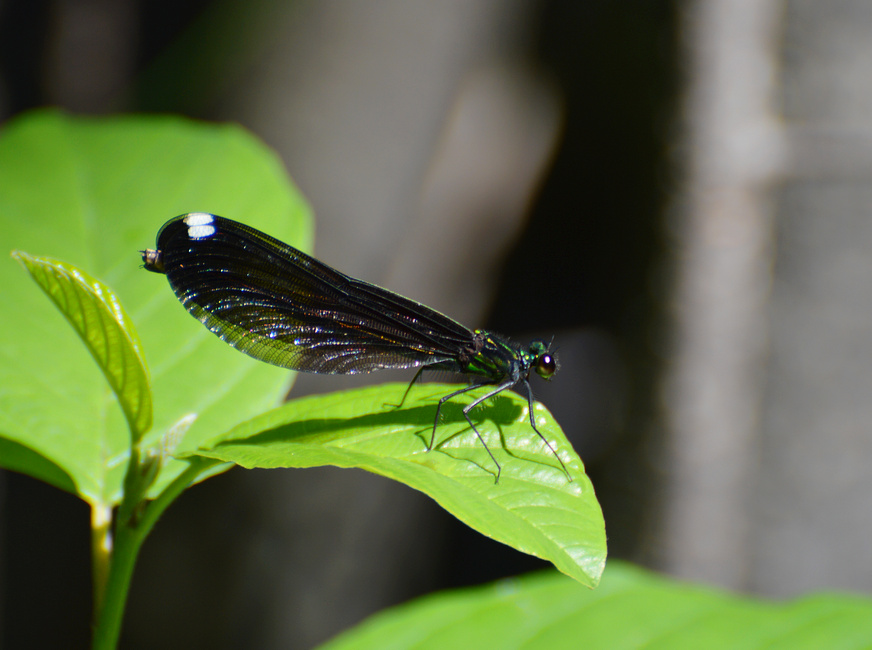 [Female Ebony Jewelwing]