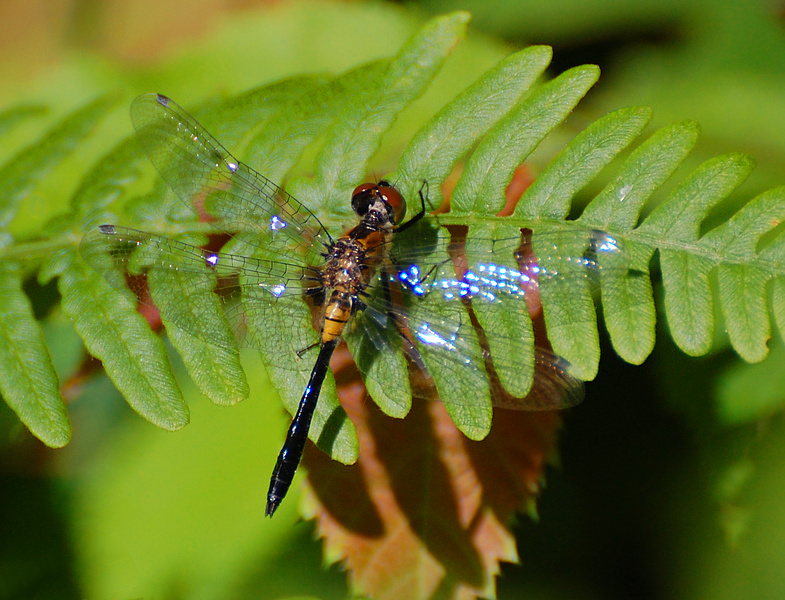 [Female Racket-Tailed Emerald]