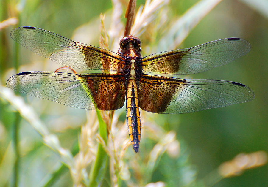 [Female Widow Skimmer]