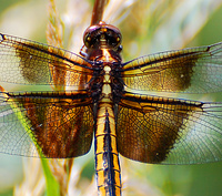 [Female Widow Skimmer]